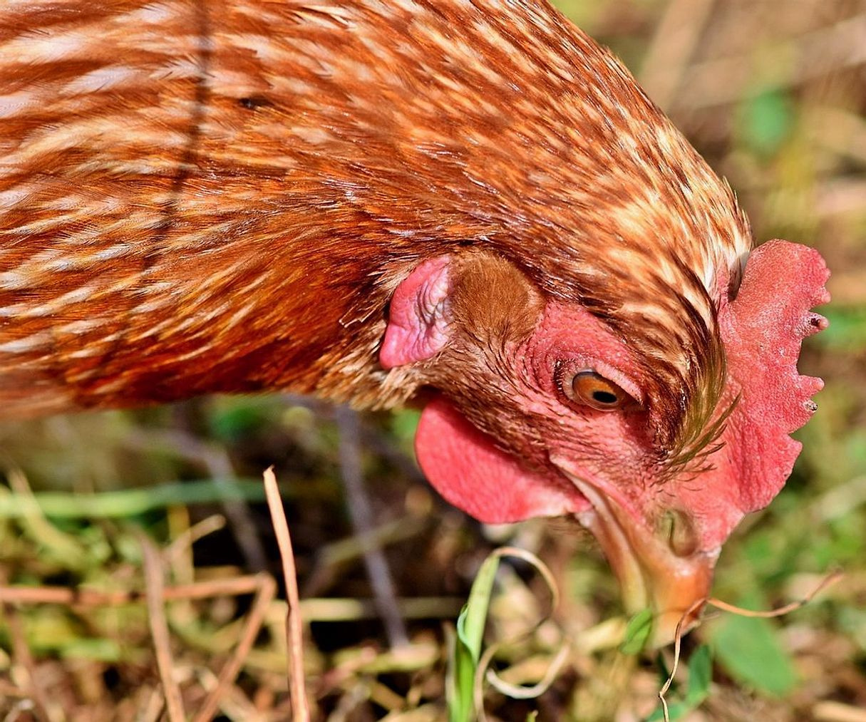 Taze yumurta ve tavuk eti ile dolu çiftlik tezgahı