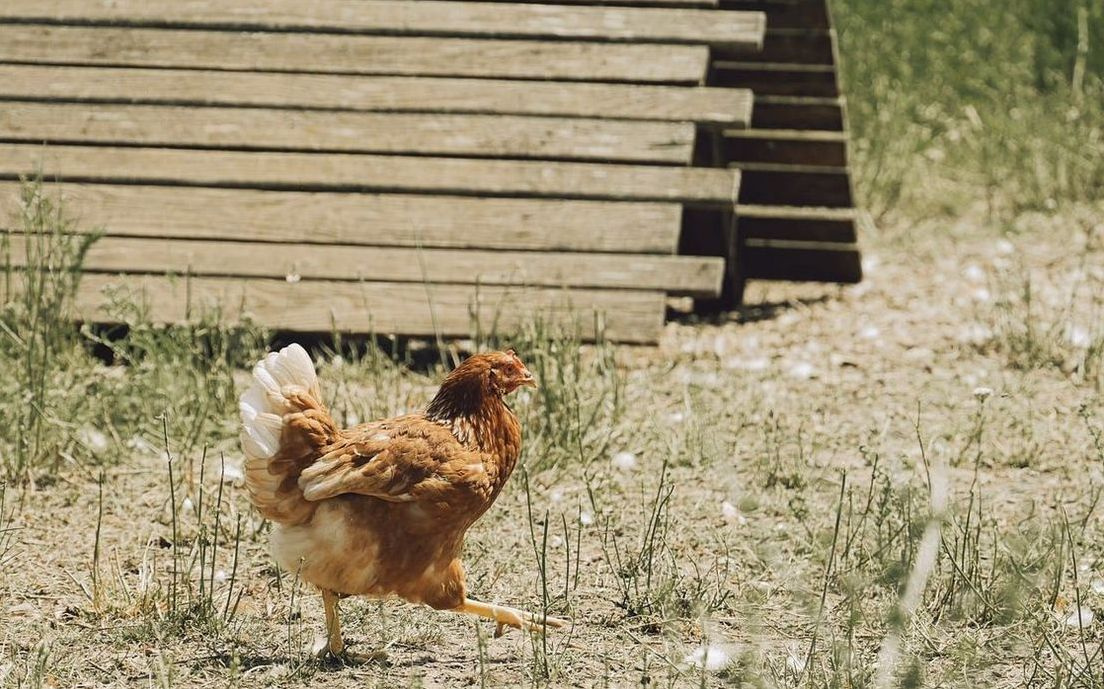 Tabakta sıcak, taze yumurta