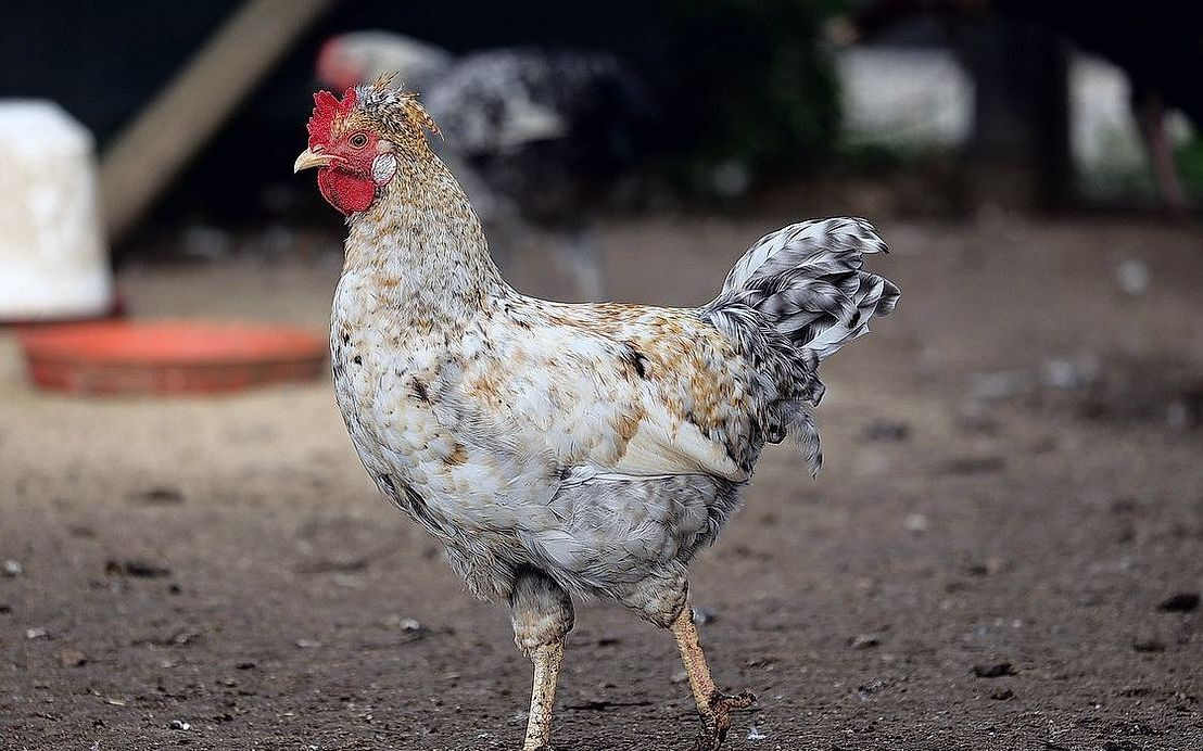 Rustik stilde, tarım işi etiyle yapılmış beyaz et